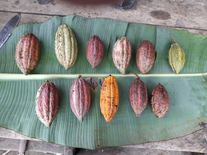 Compagnia del Cioccolato